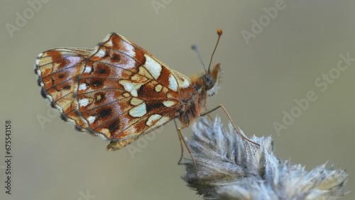 Boloria dia is a small butterfly of the Nymphalidae family.