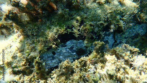 Bryozoa or moss animal Calpensia sp. undersea, Aegean Sea, Greece, Halkidiki © Alexey