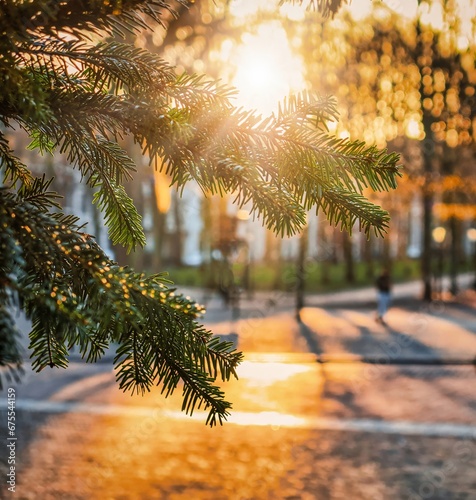 pine tree branches on the foreground and sun light beams over the lange voorhout avenue in parisian style photo