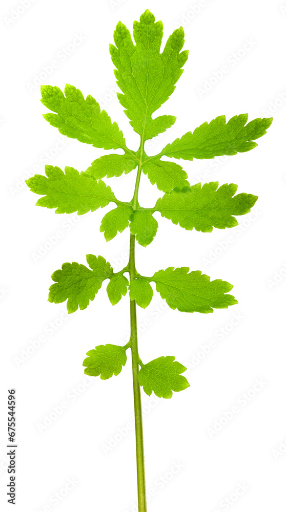Fototapeta premium Greater celandine branch