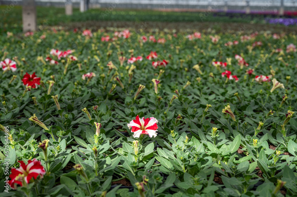 Cultivation of different summer bedding plants, begonia, petunia, young flowering plants, decorative or ornamental garden plants growing in Dutch greenhouse Cultivation of different summer bedding plants, begonia, petunia, young flowering plants, decorative or ornamental garden plants growing in Dutch greenhouse