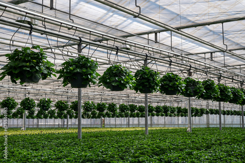 Young plants of hanging Hydrangea or hortensia, cultivated as decorative or ornamental garden plant growing in Dutch greenhouse, the Netherlands