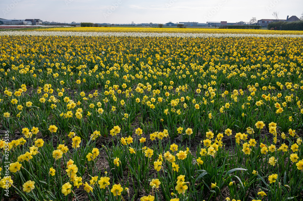 Dutch spring, colorful yellow daffodils in blossom on farm fields in april near Lisse, North Holland, the Netherlands Dutch spring, colorful yellow daffodils in blossom on farm fields in april near Lisse, North Holland, the Netherlands