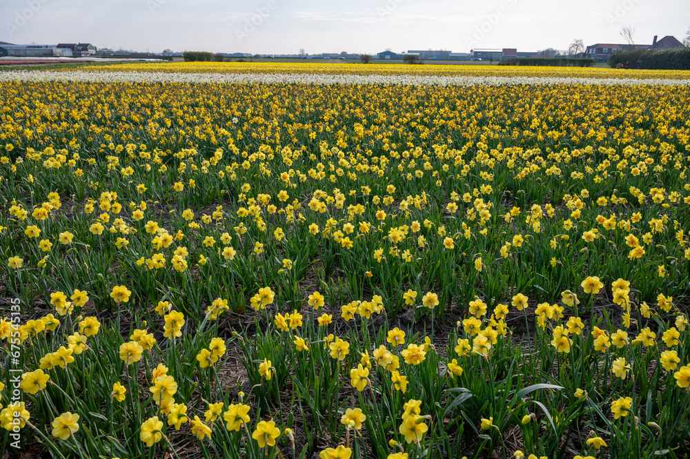 Dutch spring, colorful yellow daffodils in blossom on farm fields in april near Lisse, North Holland, the Netherlands