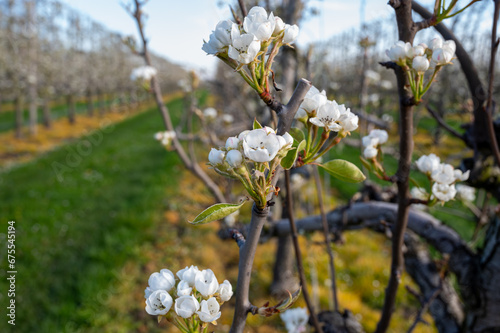 Organic farming in Netherlands, rows of blossoming pear trees on fruit orchards in Zeeland photo