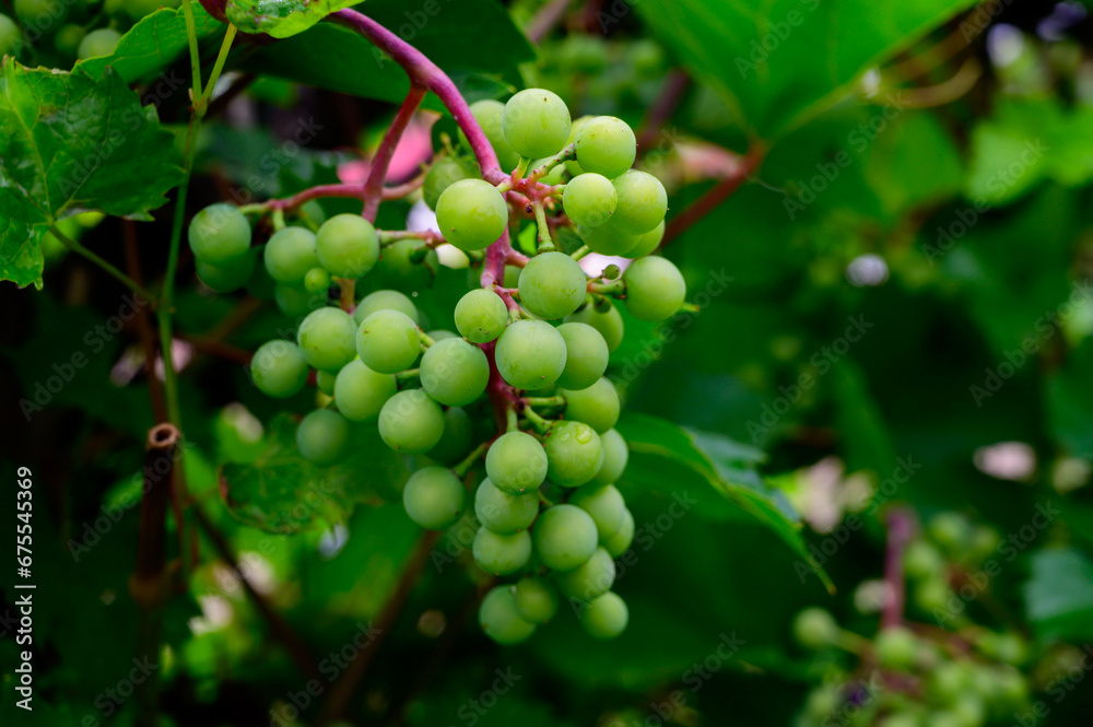 Upripe green grapes on champagne vineyards in Cote des Bar, south of Champange, France Upripe green grapes on champagne vineyards in Cote des Bar, south of Champange, France