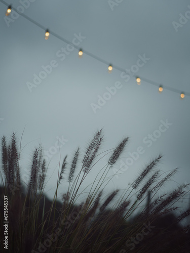 Vertical image of a backyard detail during the blue hour - floral silhouette in the foreground and a string of light bulbs above against the backdrop of a grey, cloudy dusk sky. November in Warsaw.