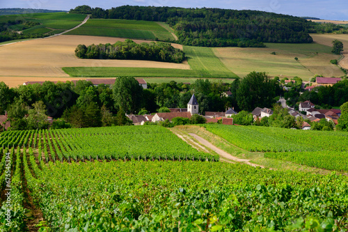 Hills with vineyards in Urville, champagne vineyards in Cote des Bar, Aube, south of Champange, France photo