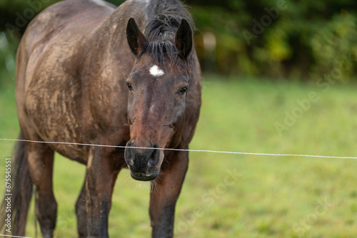 Pferd testet den Stromzaun © Nadine Haase