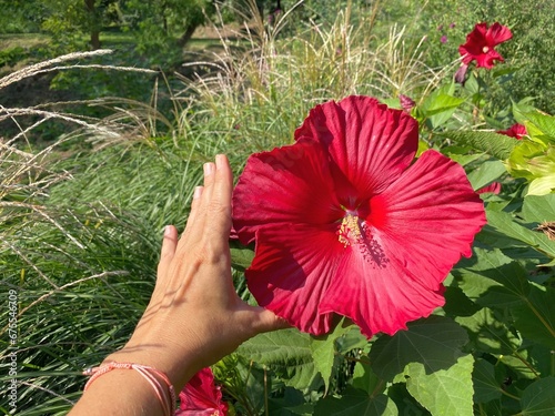 Red hibiscus flower Hibiscus moscheutos. photo