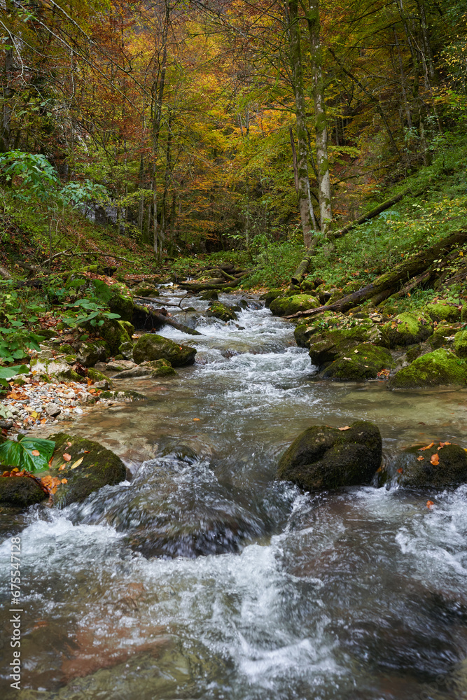 Landscape with a river in the forest