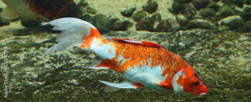 Koi fish are colored varieties of Amur carp (Cyprinus rubrofuscus) that are kept for decorative purposes in outdoor koi ponds or water gardens.