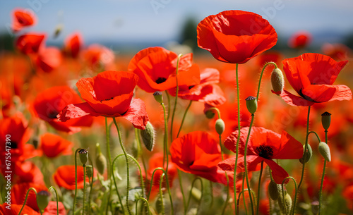 Sunlit poppy field with vibrant red petals and delicate buds  embodying the warm essence of summer.