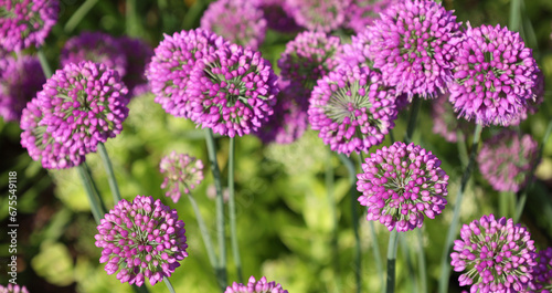 The onion genus Allium comprises monocotyledonous flowering plants and includes the onion, garlic, chives, scallion, shallot, and the leek as well as hundreds of wild species. photo