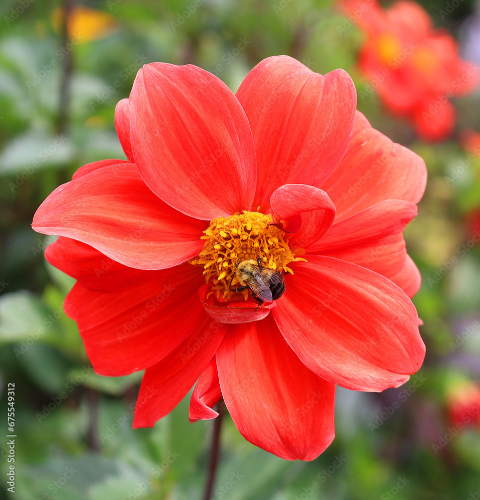 Dahlia is a genus of bushy, tuberous, perennial plants native to Mexico, Central America, and Colombia. There are at least 36 species of dahlia, some like D. imperialis up to 10 metres tall.
Dahlia is a genus of bushy, tuberous, perennial plants native to Mexico, Central America, and Colombia. There are at least 36 species of dahlia, some like D. imperialis up to 10 metres tall.