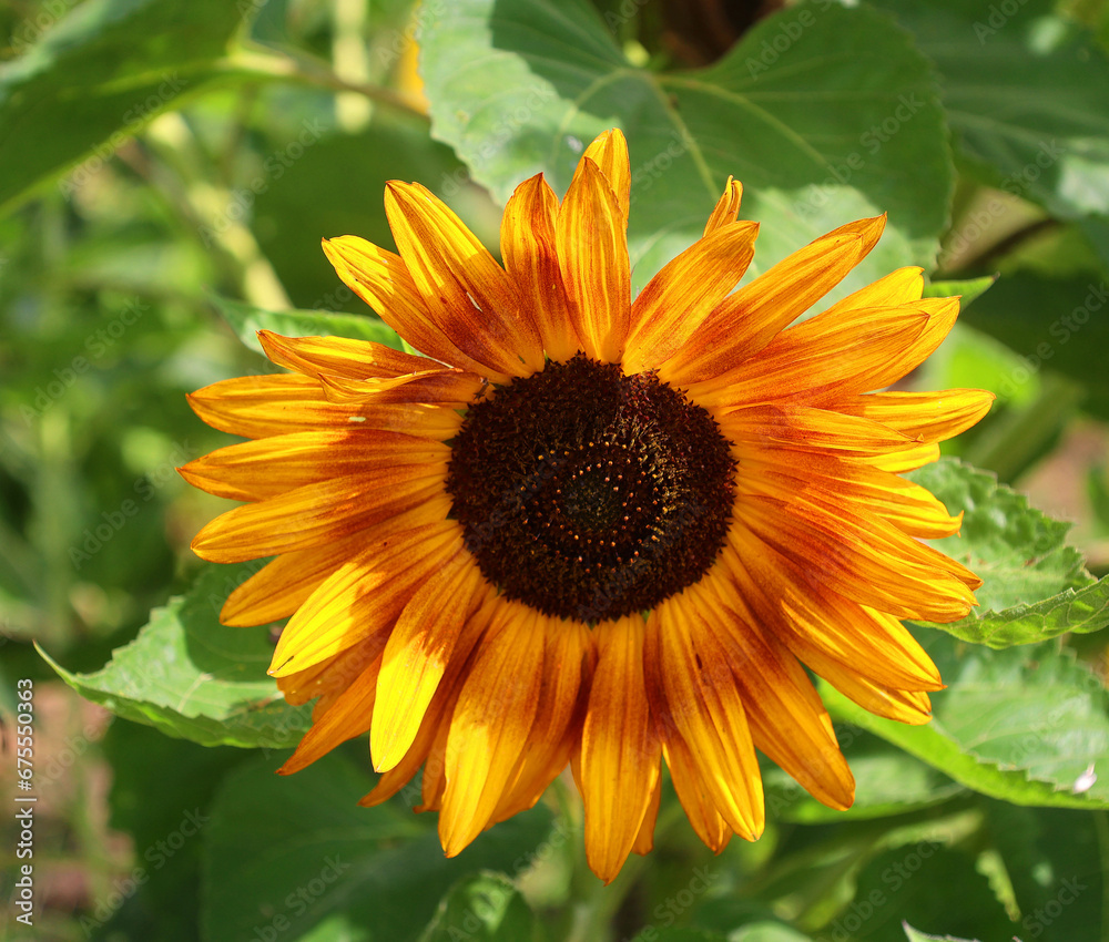 Obraz premium The sunflower is an annual plant native to the Americas. It possesses a large inflorescence, and its name is derived from the flower's shape and image, which is often used to depict the sun.