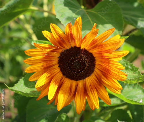 The sunflower is an annual plant native to the Americas. It possesses a large inflorescence  and its name is derived from the flower s shape and image  which is often used to depict the sun.