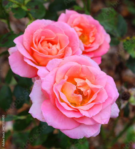 A rose is a woody perennial flowering plant of the genus Rosa  in the family Rosaceae  or the flower it bears. There are over a hundred species and thousands of cultivars.