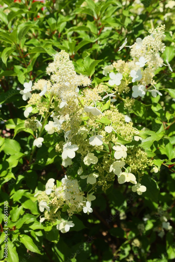 Hydrangea (common names hydrangea or hortensia) is a genus of 70–75 species of flowering plants native to southern and eastern Asia (China, Japan, Korea, the Himalayas, and Indonesia) and the Americas Hydrangea (common names hydrangea or hortensia) is a genus of 70–75 species of flowering plants native to southern and eastern Asia (China, Japan, Korea, the Himalayas, and Indonesia) and the Americas