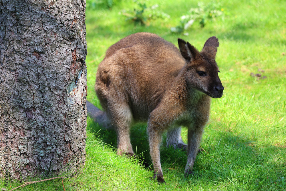 A wallaby is a small or middle-sized macropod native to Australia and New Guinea, A wallaby is a small or middle-sized macropod native to Australia and New Guinea,