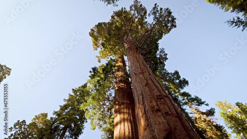 Incredible Giant Sequoia trees, some of the oldest and largest trees on earth. Kings Canyon National Park