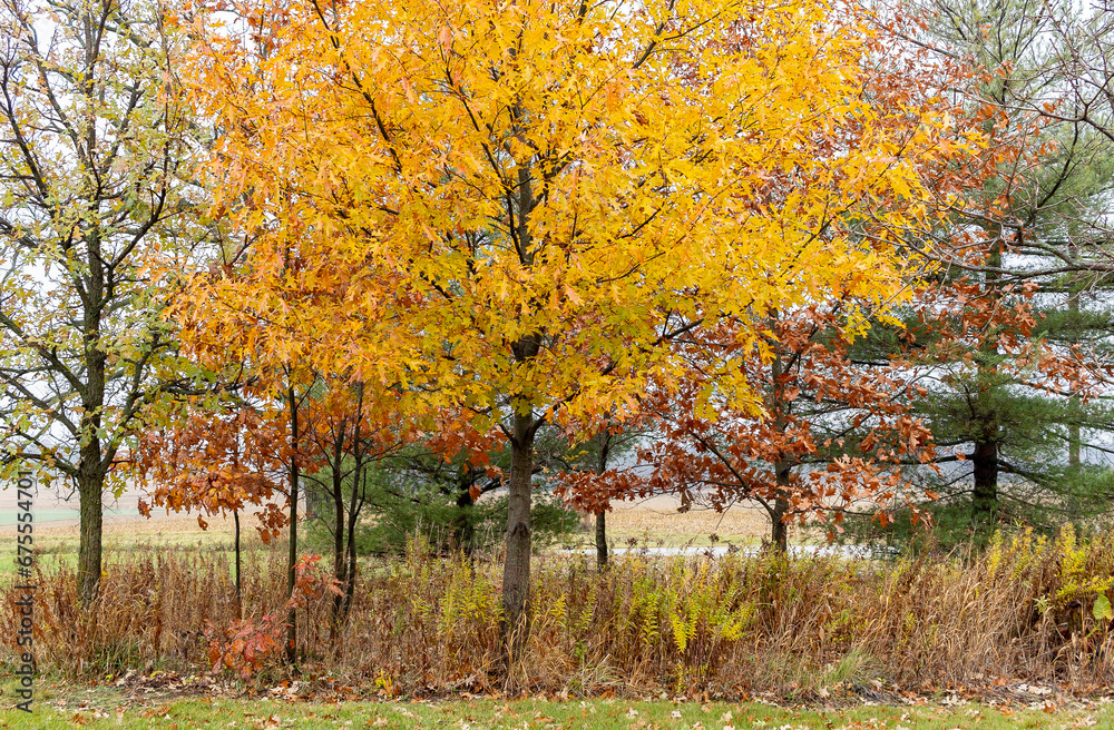 A grove of colorful oak trees in a yard in the autumn on a rainy day with pine trees in the background. 