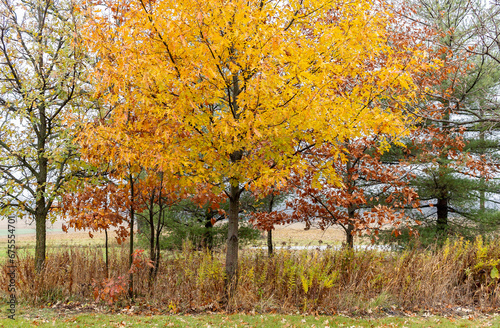 A grove of colorful oak trees in a yard in the autumn on a rainy day with pine trees in the background. 