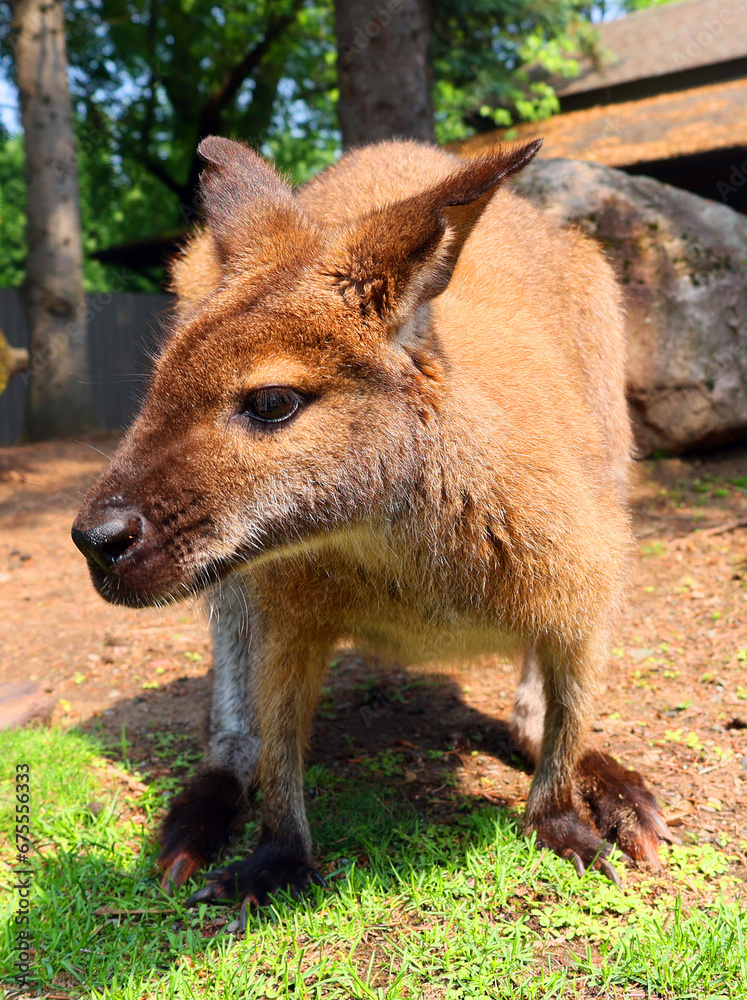 A wallaby is a small or middle-sized macropod native to Australia and New Guinea, A wallaby is a small or middle-sized macropod native to Australia and New Guinea,