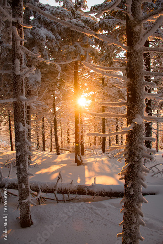 Beautiful view on winter snow forest trees with sun rays. Snow sunshine through conifer trees.