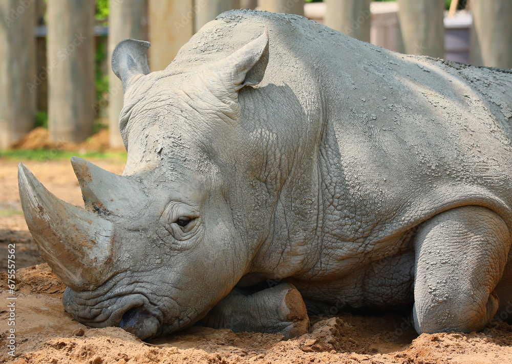 The white rhinoceros or square-lipped rhinoceros is the largest extant species of rhinoceros. It has a wide mouth used for grazing and is the most social of all rhino species The white rhinoceros or square-lipped rhinoceros is the largest extant species of rhinoceros. It has a wide mouth used for grazing and is the most social of all rhino species