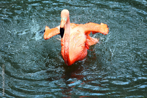American flamingo (Phoenicopterus ruber) is a large species of flamingo closely related to the greater flamingo and Chilean flamingo native to the Neotropics.