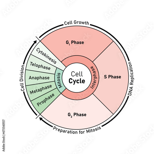 Cell Cycle (Cell Division) Scientific Design. Vector Illustration.
