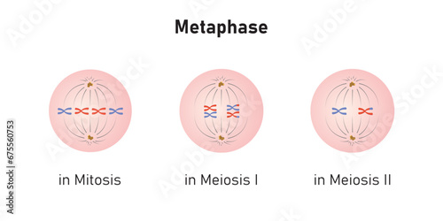 Metaphase in Mitosis and Meiosis Scientific Design. Vector Illustration.