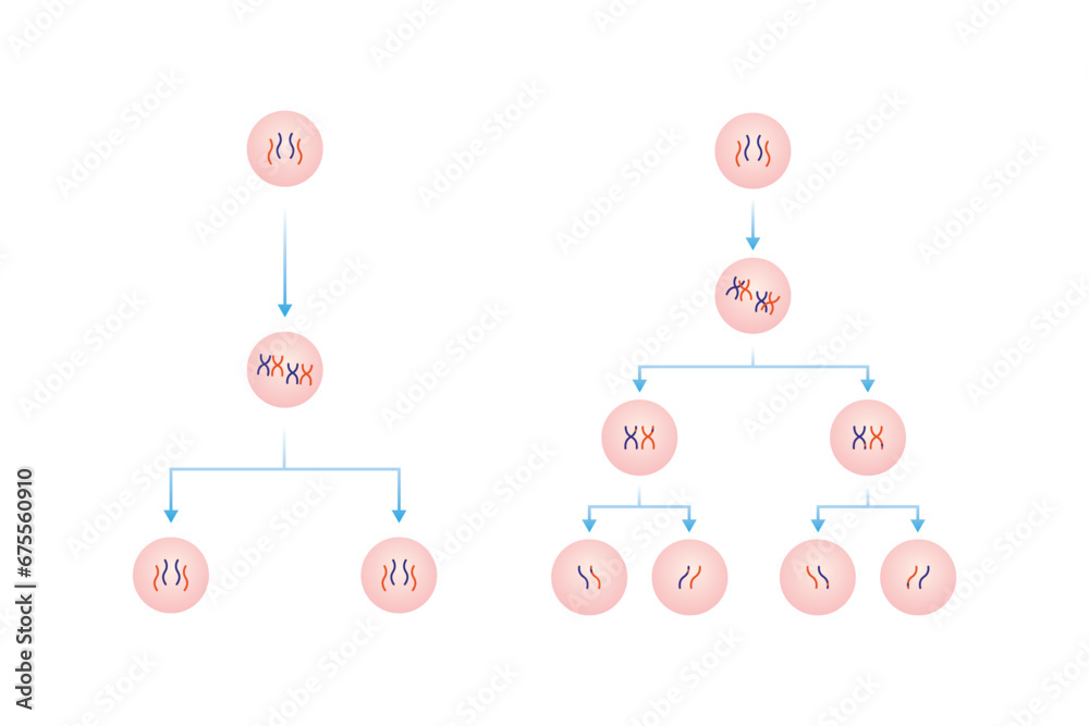 Mitosis and Meiosis Scientific Design. Vector Illustration. Mitosis and Meiosis Scientific Design. Vector Illustration.