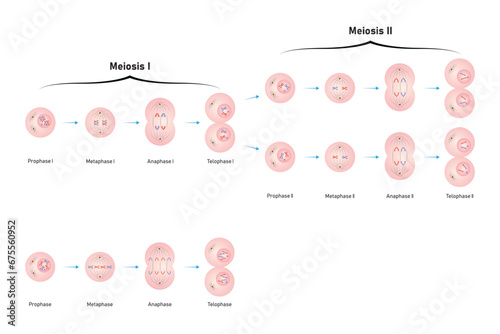 Mitosis and Meiosis Scientific Design. Vector Illustration.
