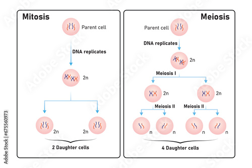 Mitosis and Meiosis Scientific Design. Vector Illustration. photo
