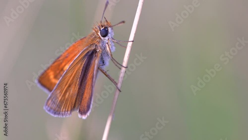 Thymelicus sylvestris is a small butterfly also called Longline Golden, from the Hesperiidae family.