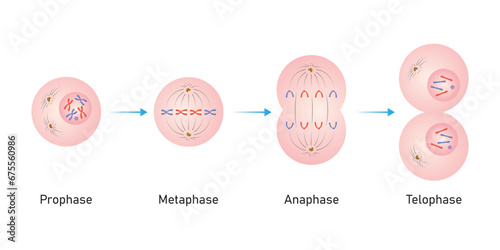 Mitosis Phases Scientific Design. Vector Illustration. photo