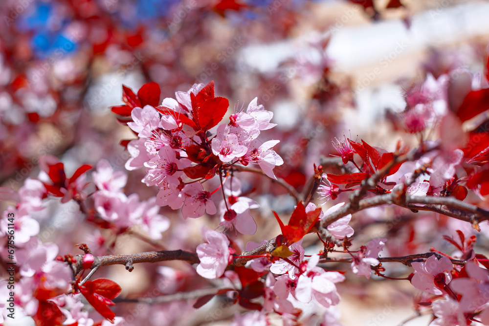 Blooming cherry tree stunning display of delicate, pink or white flowers in full bloom Blooming cherry tree stunning display of delicate, pink or white flowers in full bloom
