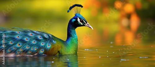 In the picturesque province of Sindh with its enchanting natural background of lush green grass and blue water lies a stunning tropical park where the vibrant colors of nature come to life 