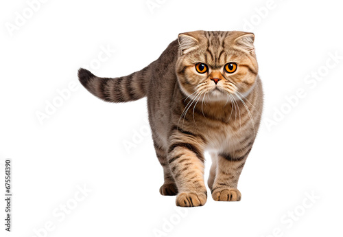 Scottish Fold cat running on a white and isolated