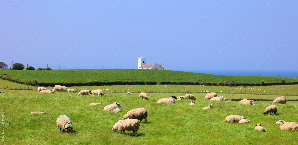 A flock of sheep. Livestock farm in Ireland. Grazing animals on the farm. Herd of sheep on green grass field. Causeway Coast Ireland A flock of sheep. Livestock farm in Ireland. Grazing animals on the farm. Herd of sheep on green grass field. Causeway Coast Ireland