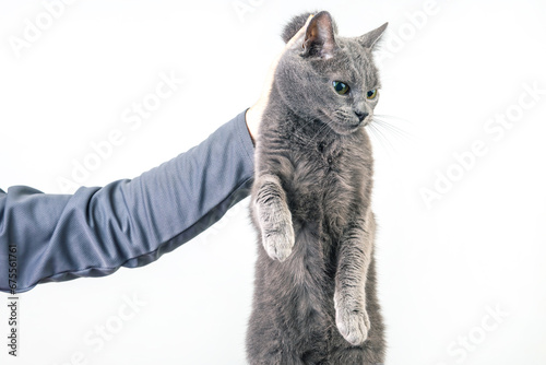 Photography man hand holds a gray cat by the scruff of the neck