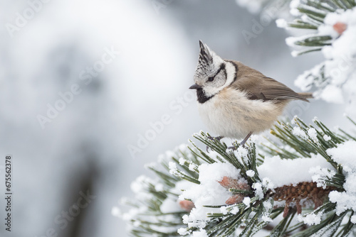Crested tit in winter