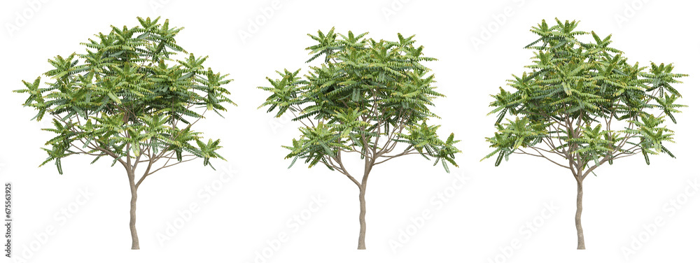 Green chukrasia tabularis tree on transparent background, png plant, 3d render illustration.