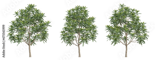 Green chukrasia tabularis tree on transparent background  png plant  3d render illustration.