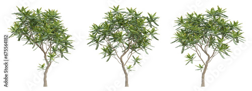 Green chukrasia tabularis tree on transparent background  png plant  3d render illustration.