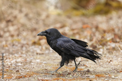 The common raven Corvus corax, also known as the northern raven, autumn in Poland.