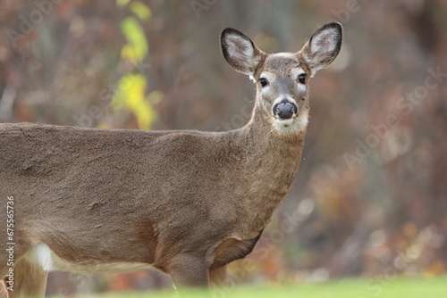 Closeup of a young female whitetail deer