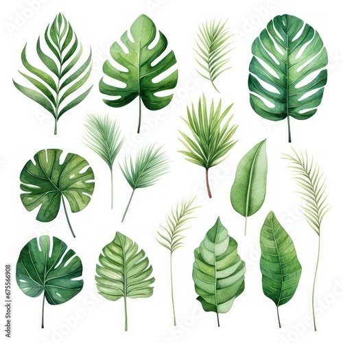 Watercolor set of exotic plants. Palm leaves and monstera leaves on white background.